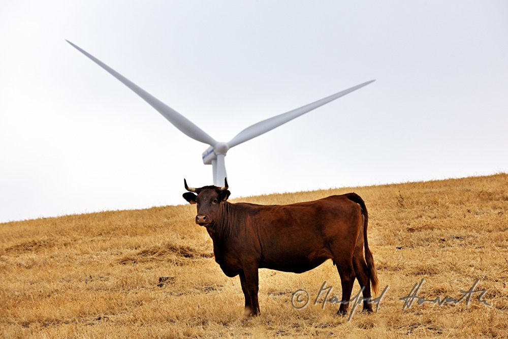 Stier in einem Getreidefeld und Windrad