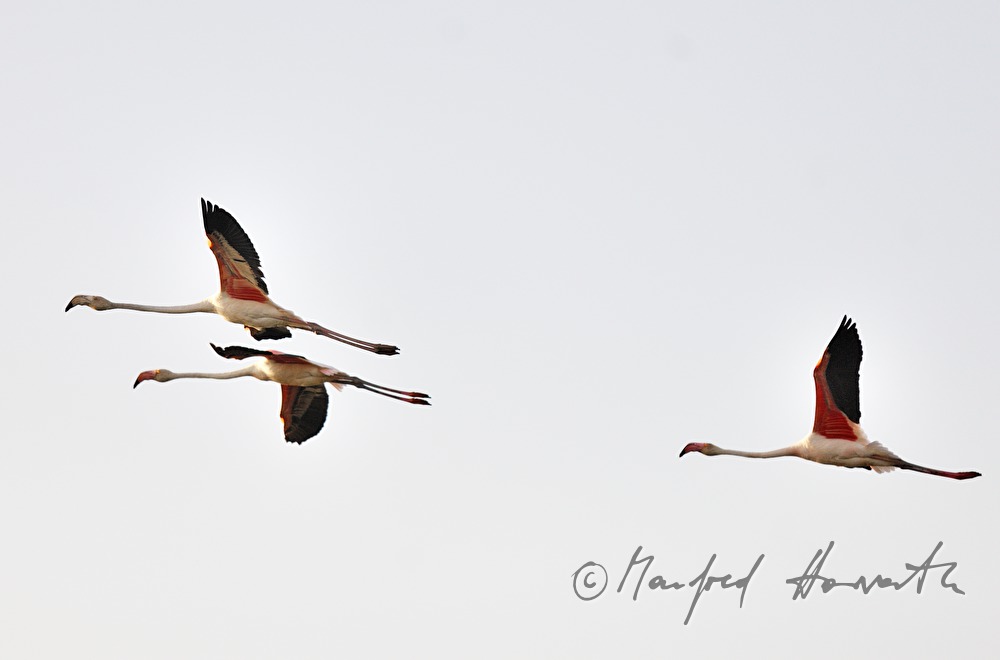 fliegende Flamingos im Nationalpark