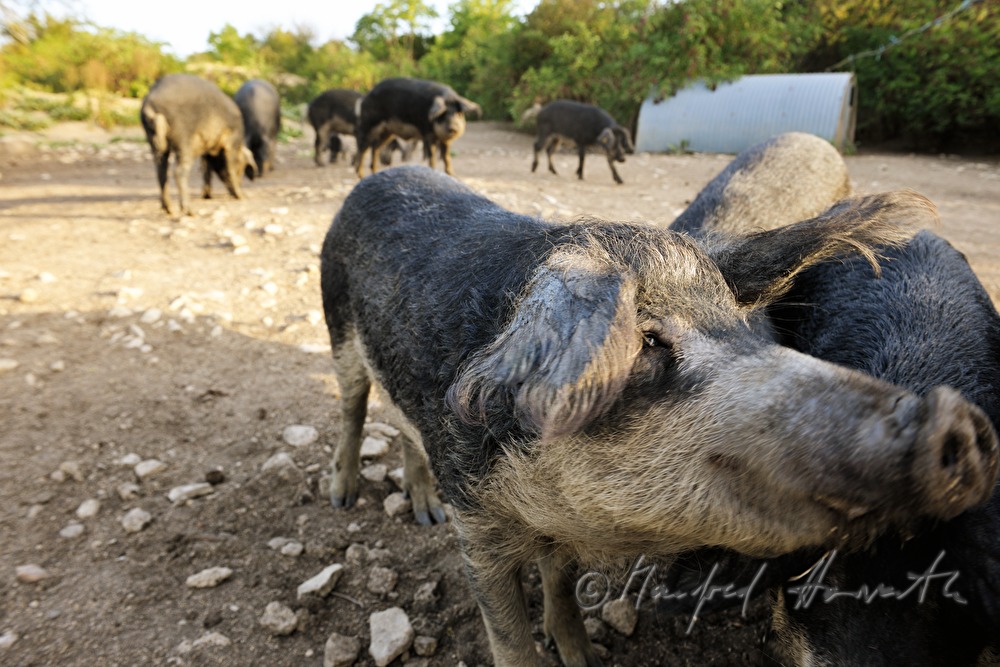 Wollschweine (Mangalitza) auf der Weide
