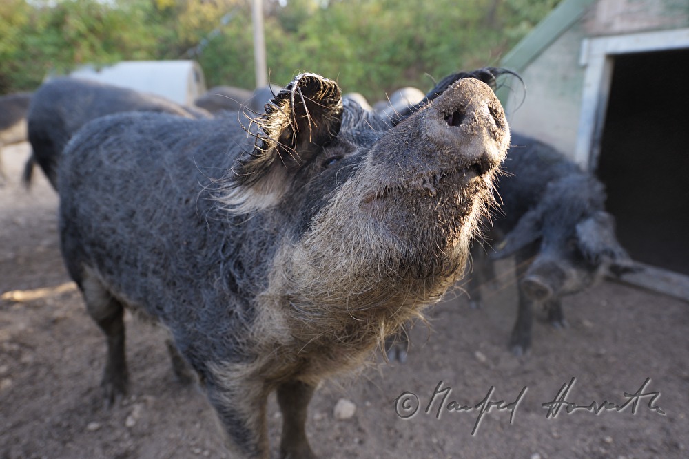 Wollschweine (Mangalitza) auf der Weide