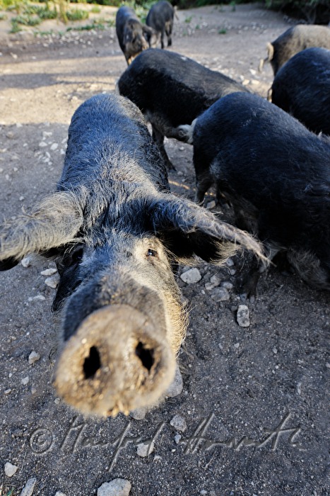 Wollschweine (Mangalitza) auf der Weide