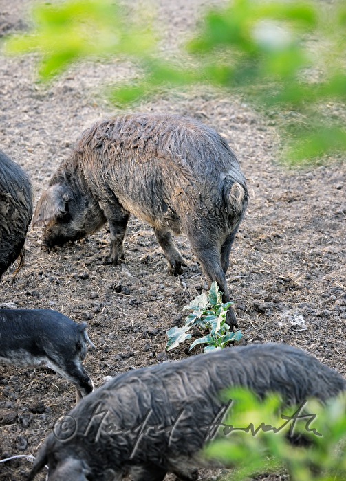 Wollschweine (Mangalitza) auf der Weide