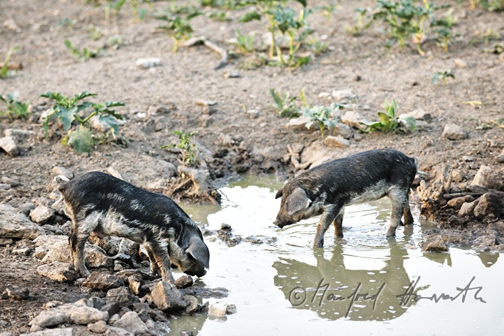 Wollschweine (Mangalitza) auf der Weide