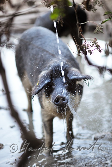 Wollschweine (Mangalitza) auf der Weide