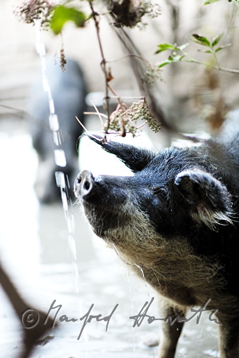 Wollschweine (Mangalitza) auf der Weide
