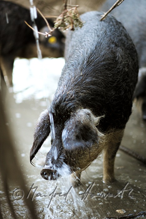 Wollschweine (Mangalitza) auf der Weide
