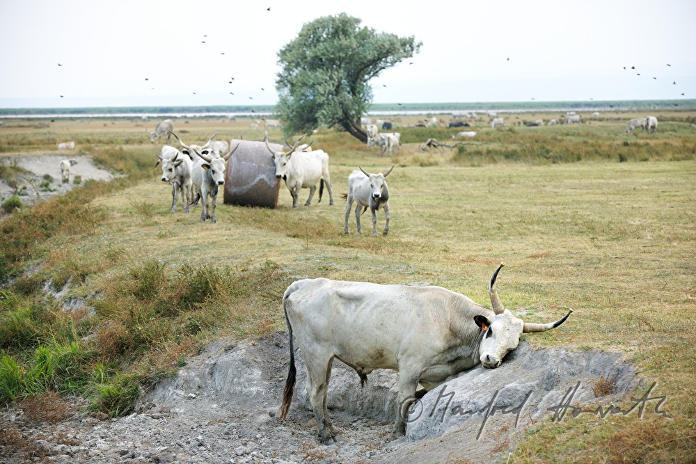 Ungarische Graurinder auf der Weide des Nationalparks