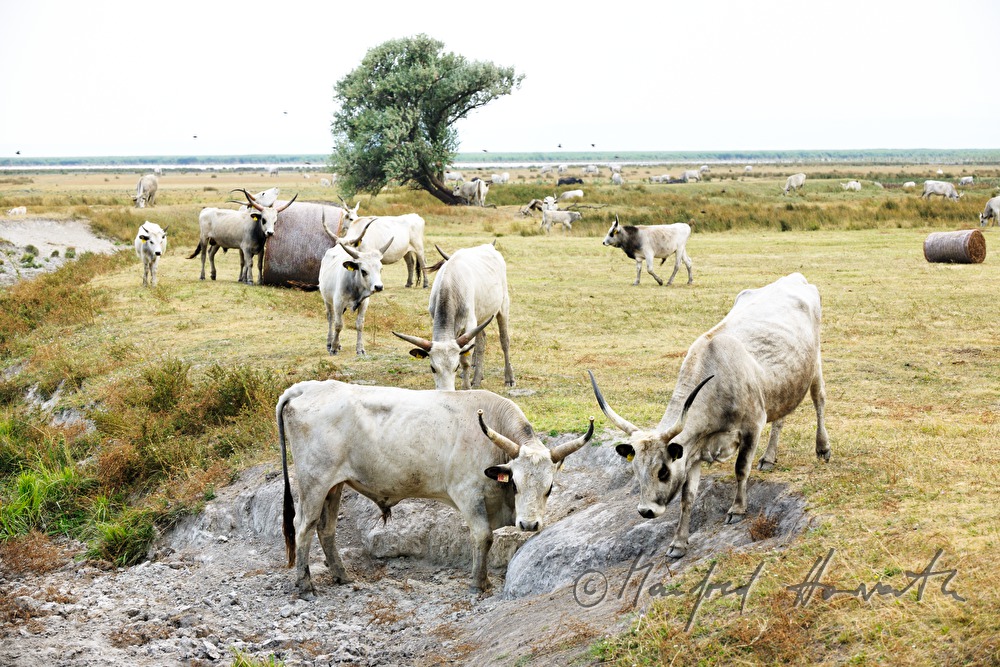 Ungarische Graurinder auf der Weide des Nationalparks