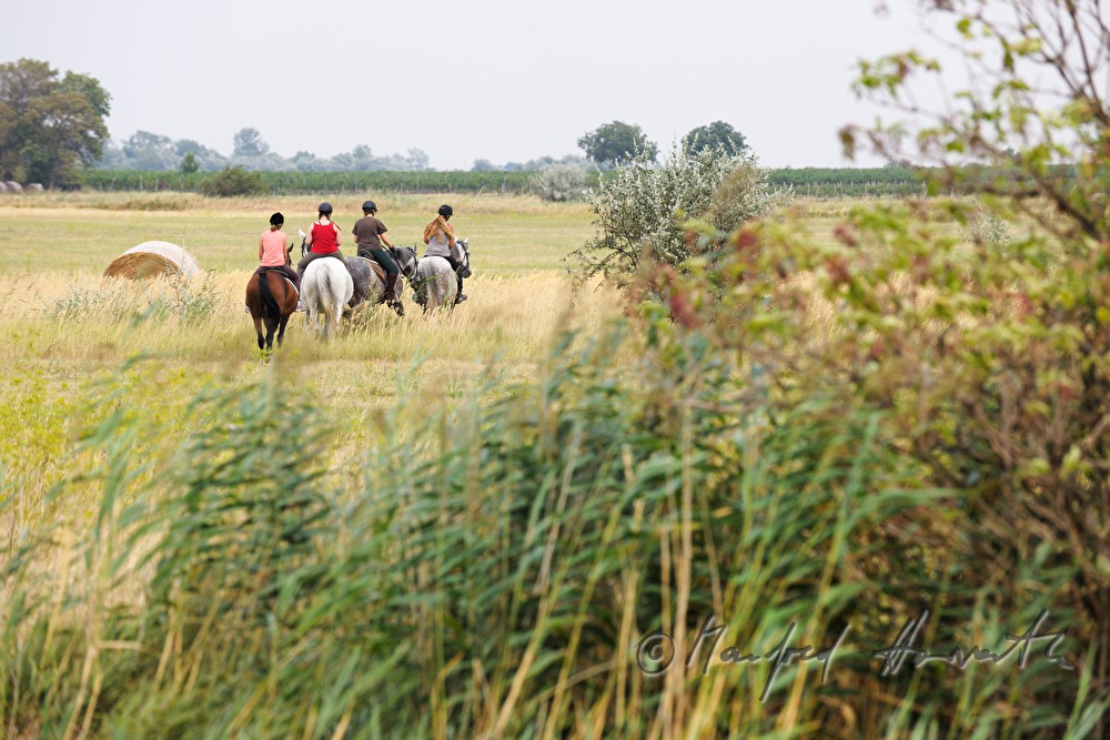 Reiter auf einem Weg durch die Felder