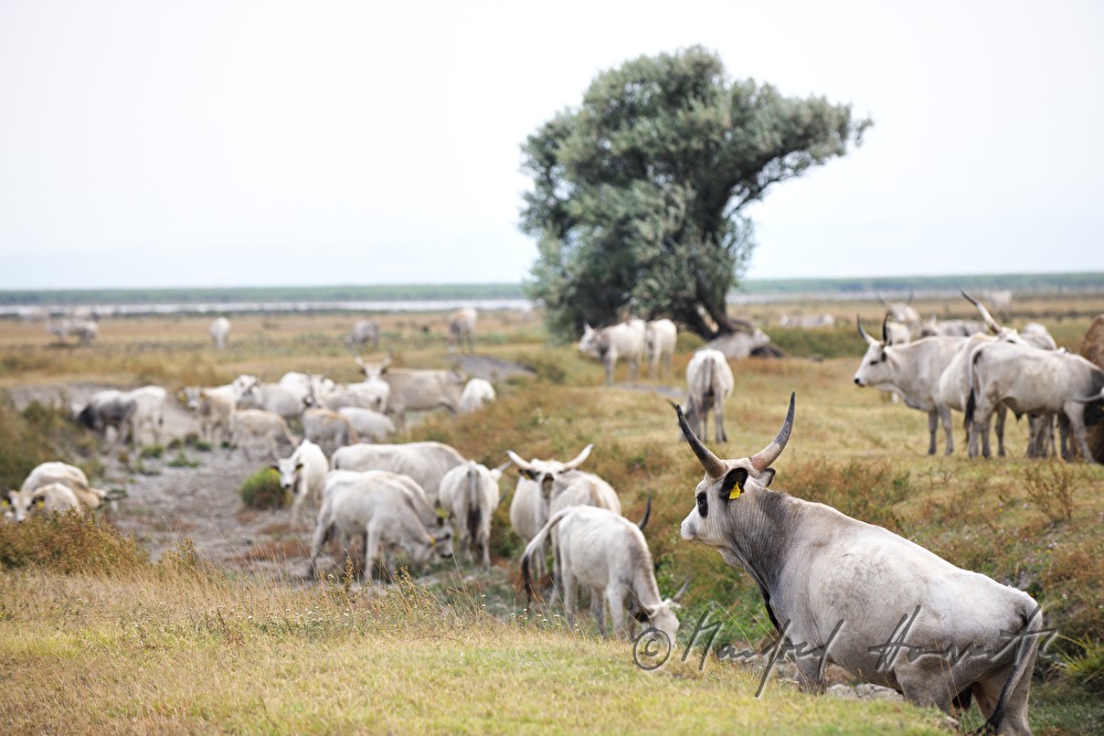 Ungarische Graurinder auf der Weide des Nationalparks