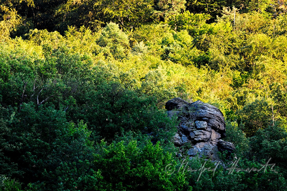 Granitfelsen im Wald