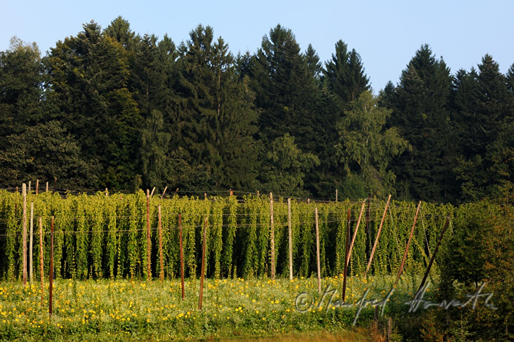 Hopfenfeld mit Drahtgestell zum Ranken