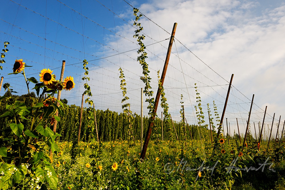 Hopfenfeld mit Drahtgestell zum Ranken