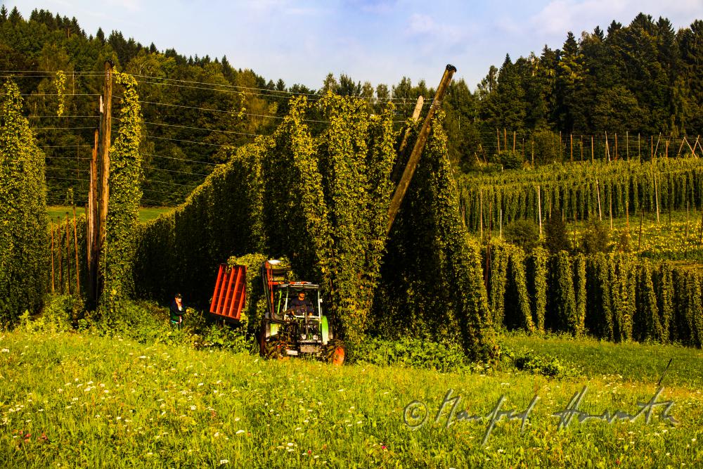 Hopfenfeld mit Drahtgestell zum Ranken