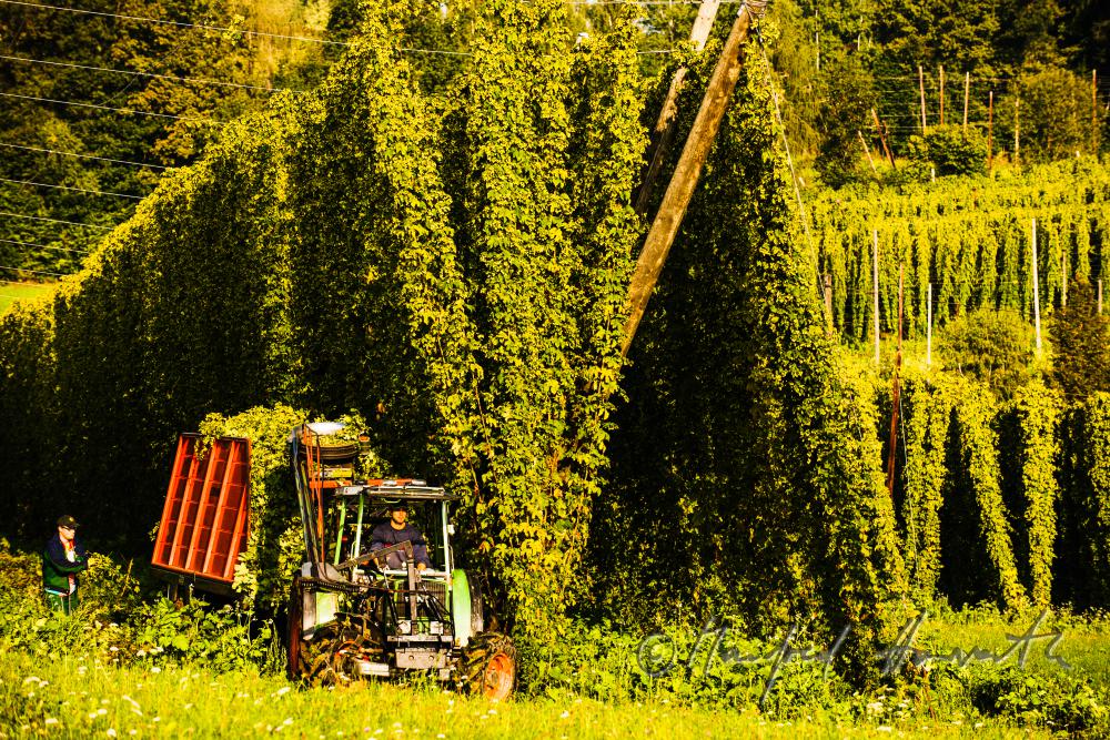 Hopfenfeld mit Drahtgestell zum Ranken