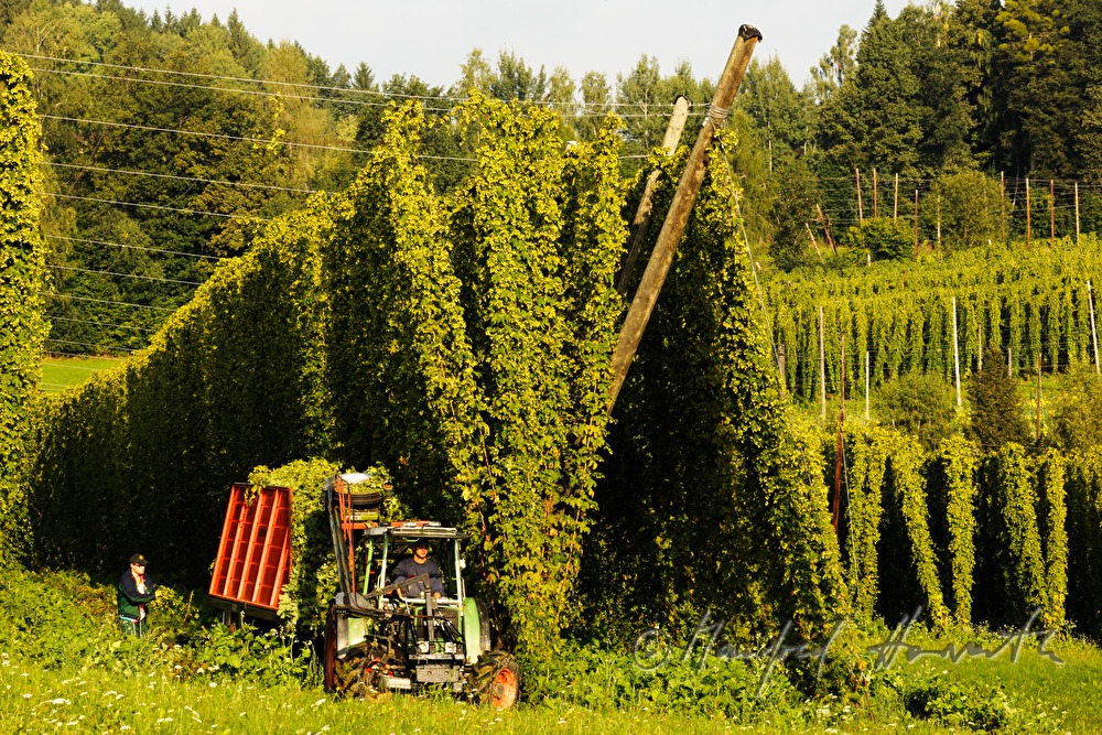Hopfenfeld mit Drahtgestell zum Ranken