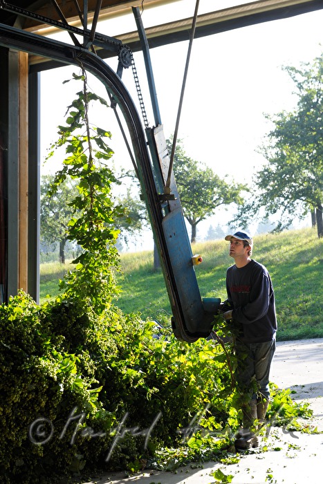 Einhängen der Hopfenpflanze zum Gewinnen der Dolden