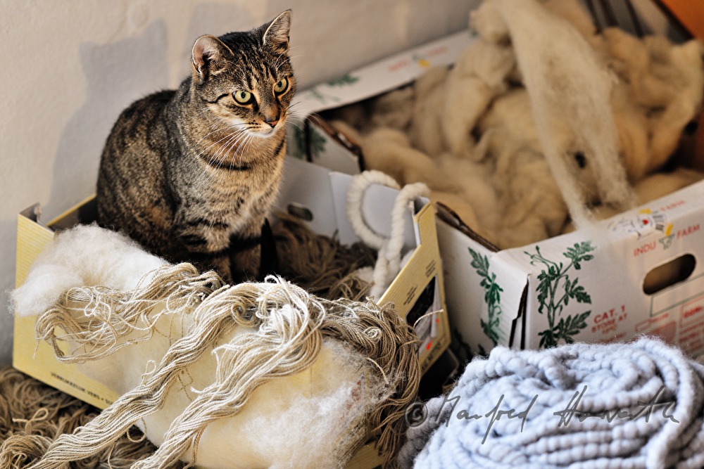 Katze mit Wolle und Filz im Lager des Ateliers 