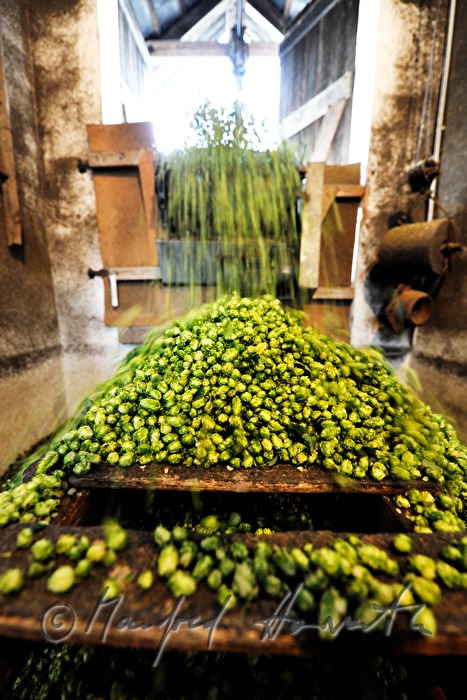 Trocknen der Hopfen-Dolden in der Darre