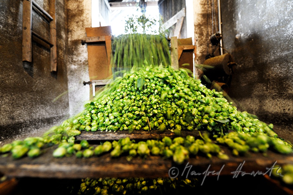 Trocknen der Hopfen-Dolden in der Darre