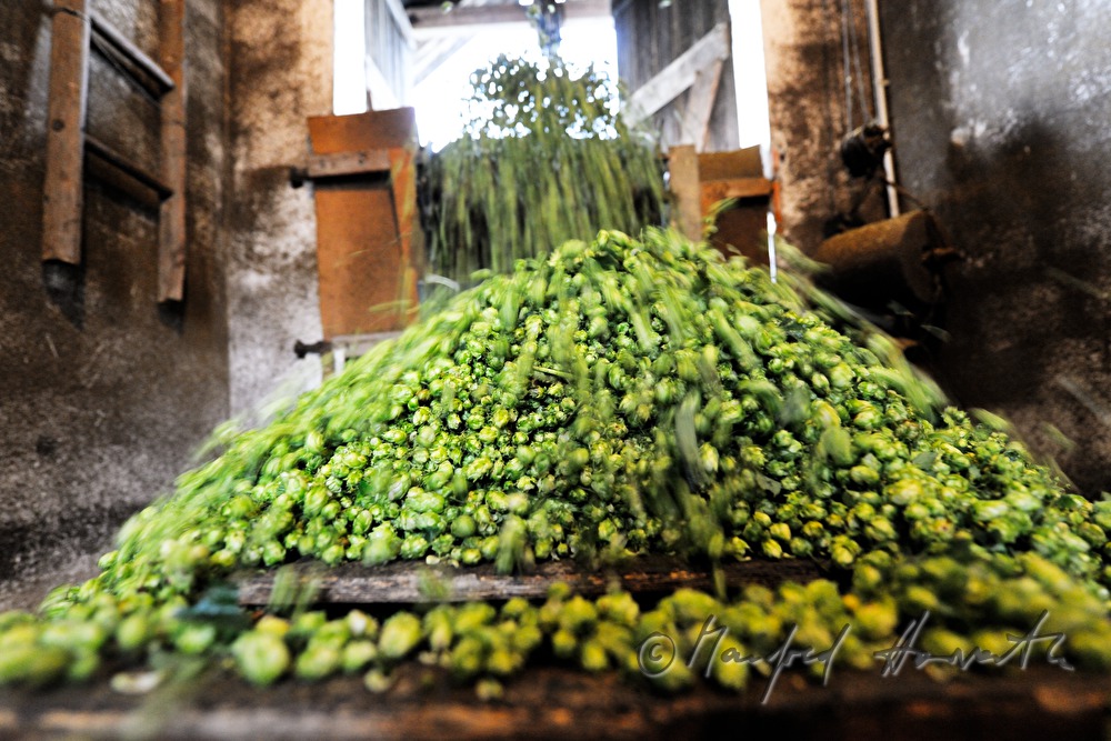 Trocknen der Hopfen-Dolden in der Darre