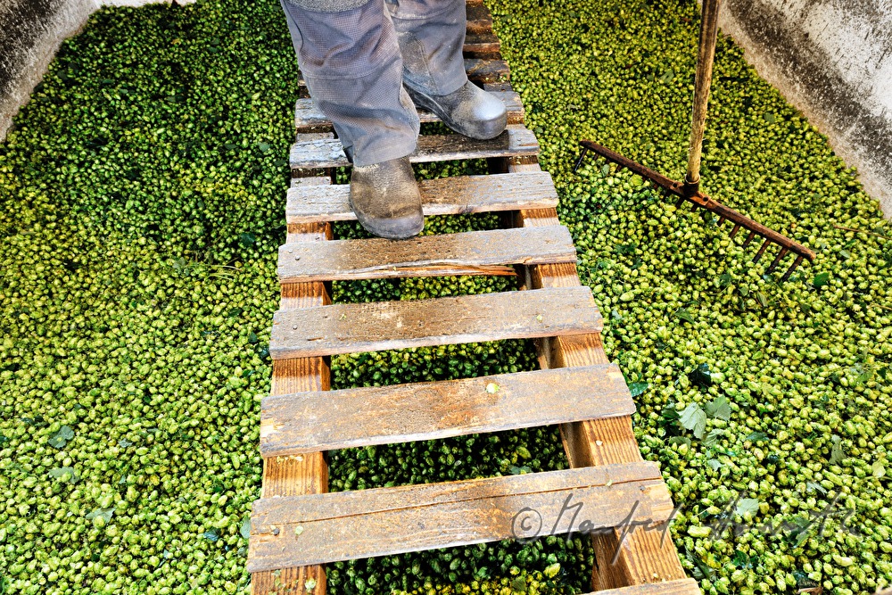 Trocknen der Hopfen-Dolden in der Darre