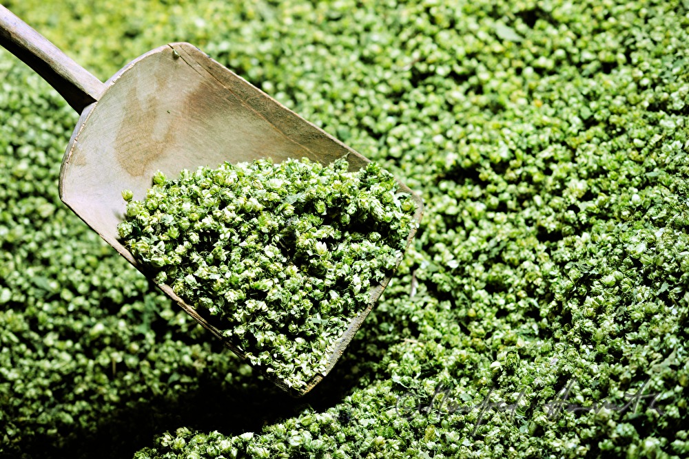 Trocknen der Hopfen-Dolden in der Darre