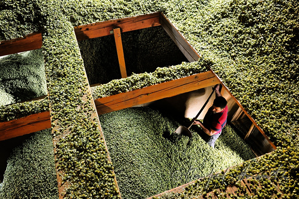 Hopfen-Lagerraum im Dachboden der Darre