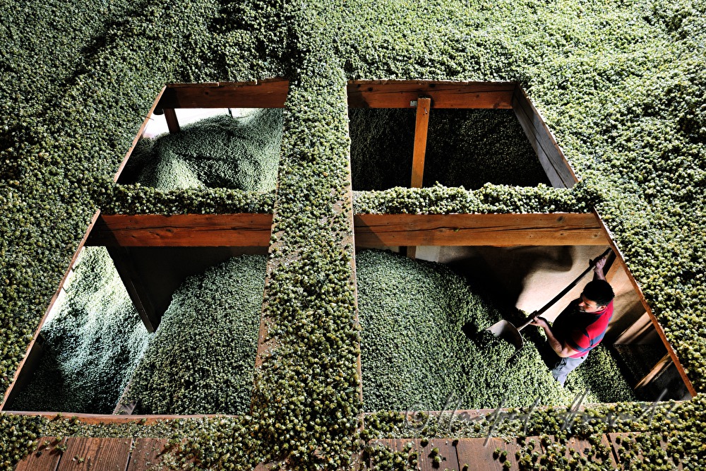 Hopfen-Lagerraum im Dachboden der Darre