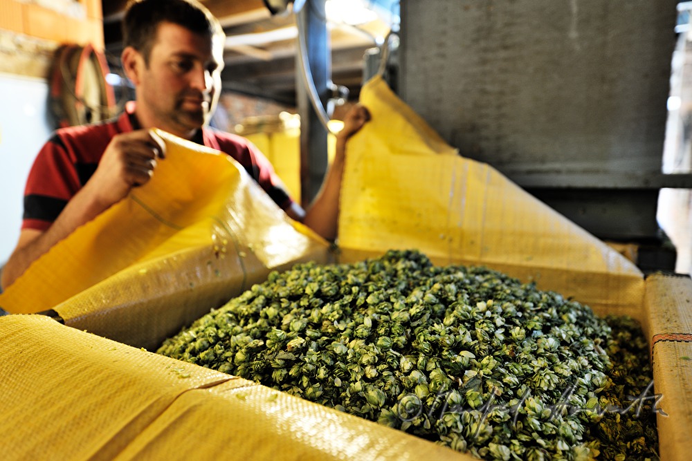 Verpacken des Hopfens in Plastiksäcke zu je 50 Kilo