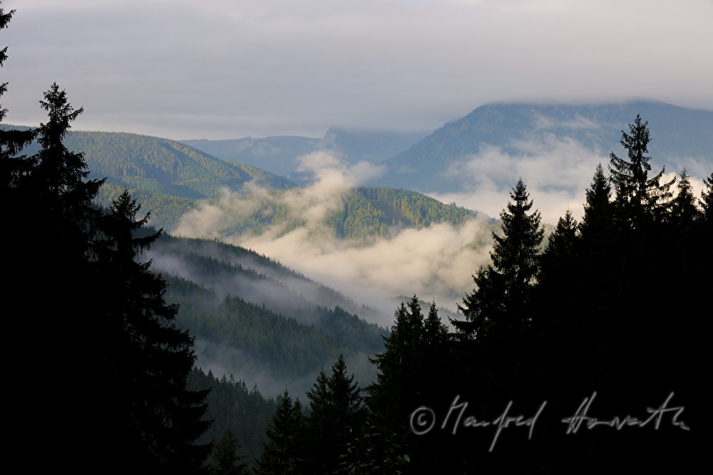 Blick aus dem Nadelwald ins Mariazellerland