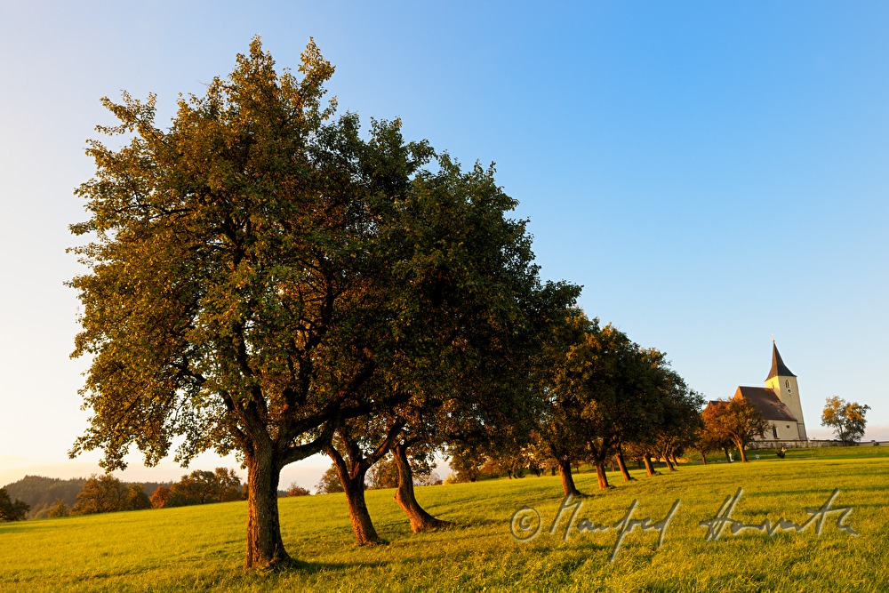 Kirche und Allee mit Birnenbäumen (Streuobstwiese)