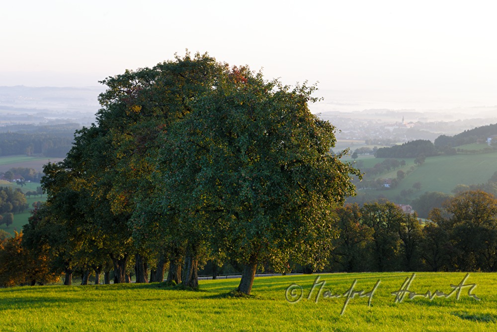 Blick ins Alpenvorland nach Stift Seitenstetten