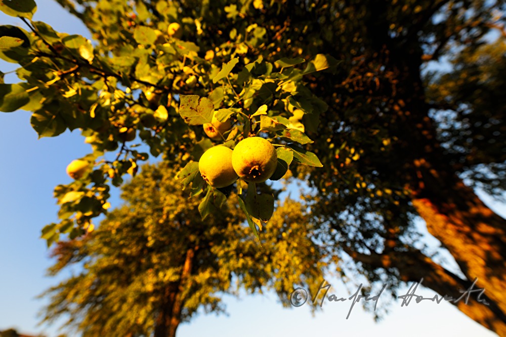 reife Birnen auf einem Birnenbaum