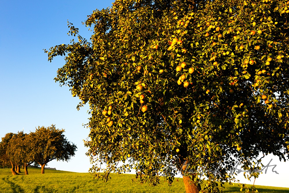 reife Birnen auf einem Birnenbaum
