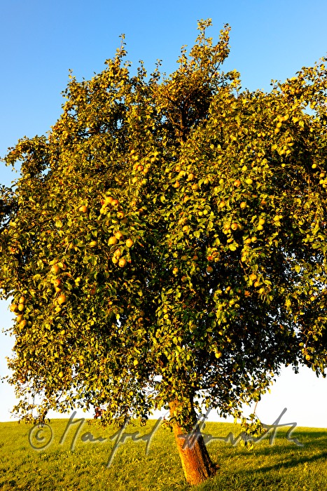 reife Birnen auf einem Birnenbaum