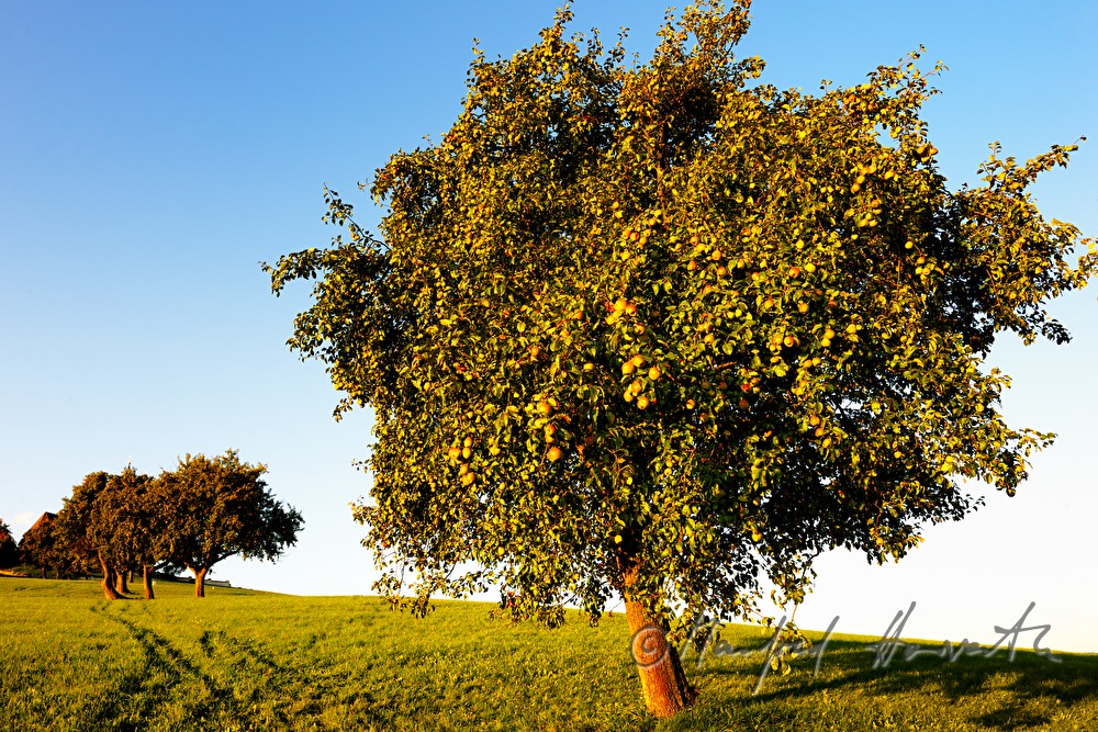 reife Birnen auf einem Birnenbaum