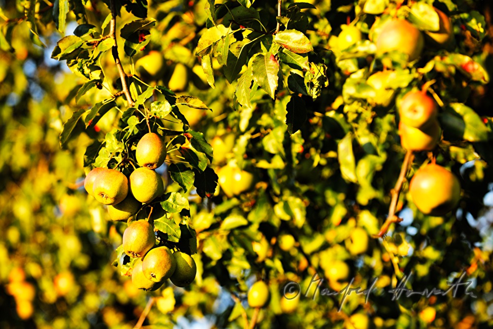 reife Birnen auf einem Birnenbaum