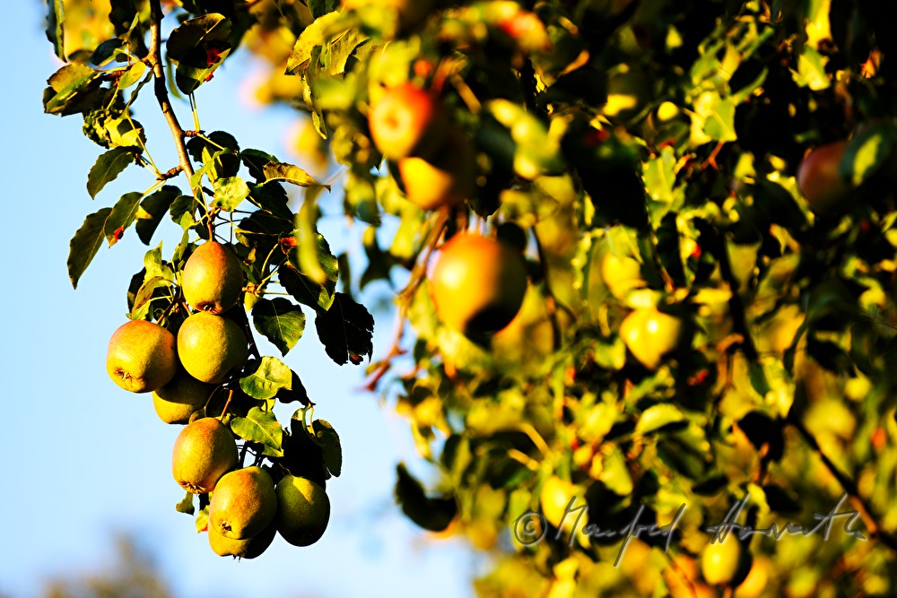 reife Birnen auf einem Birnenbaum