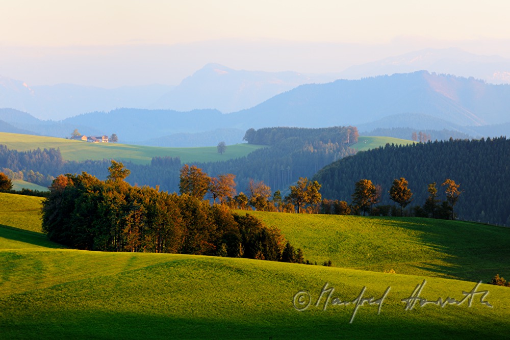 Kühe auf der Weide und Alpenvorland-Panorama