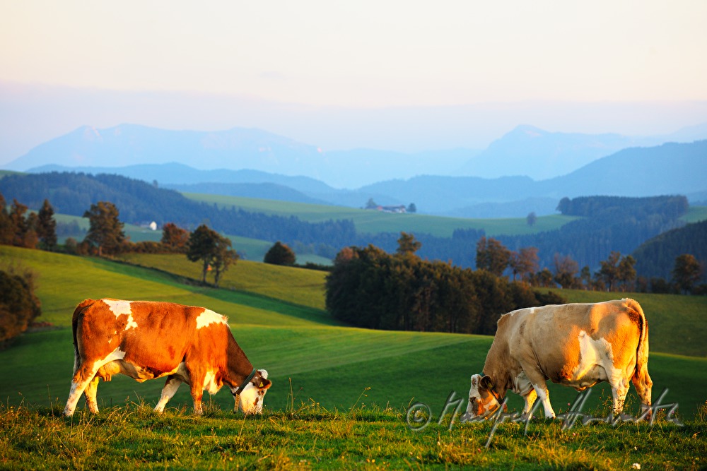 Kühe auf der Weide und Alpenvorland-Panorama