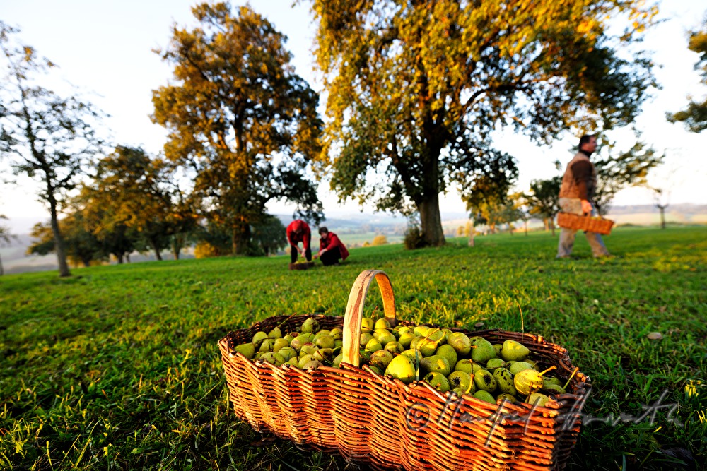 Birnen ernten für das Most machen