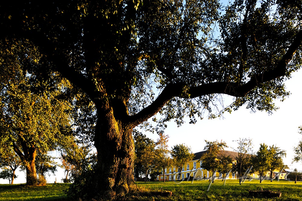 Birnenbaum mit reifen Früchten und Vierkanthof