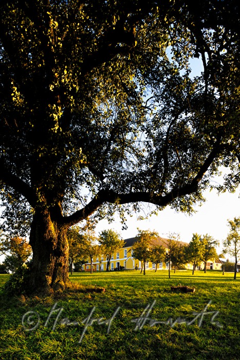 Birnenbaum mit reifen Früchten und Vierkanthof