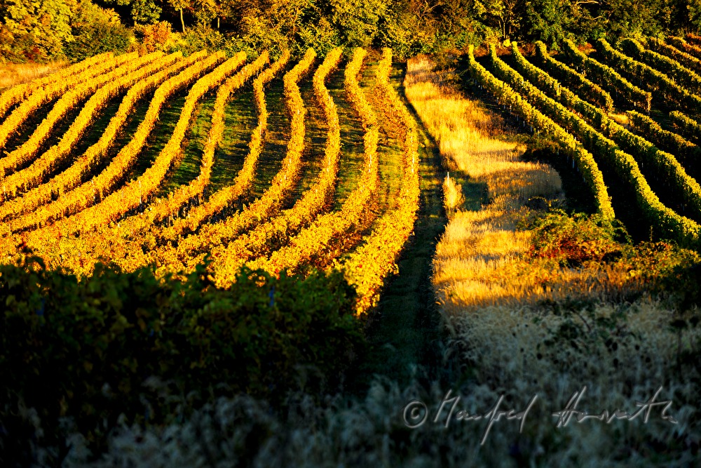 Weinberge bei Sankt Georgen