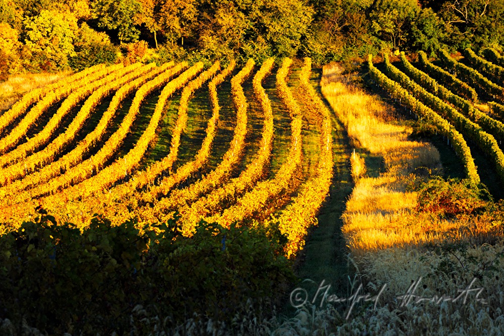 Weinberge bei Sankt Georgen