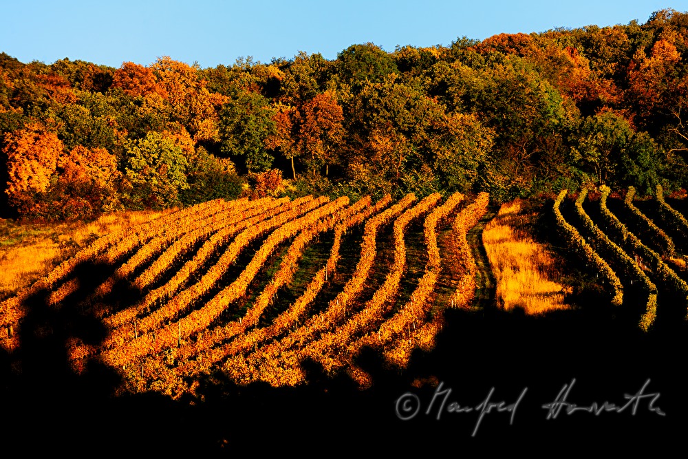 Weinberge bei Sankt Georgen