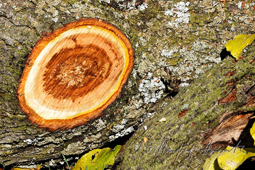 Baumstamm eines Zwetschgenbaumes