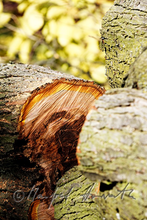 Baumstamm eines Zwetschgenbaumes