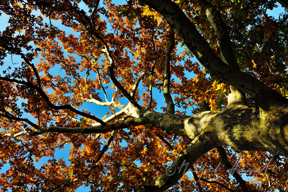 Baumkrone einer Platane mit Herbstfarben